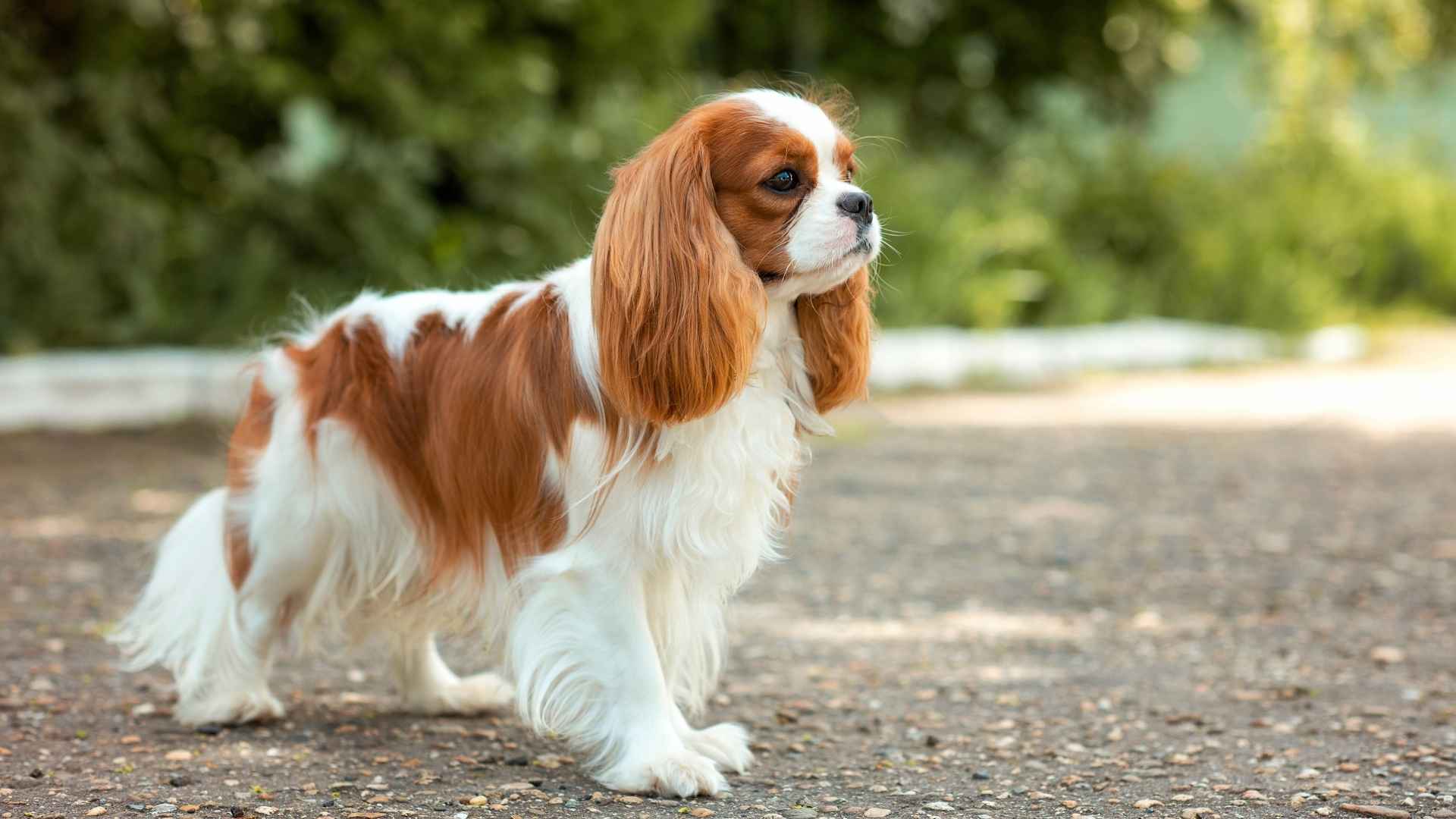 Perro Cavalier King Charles Spaniel
